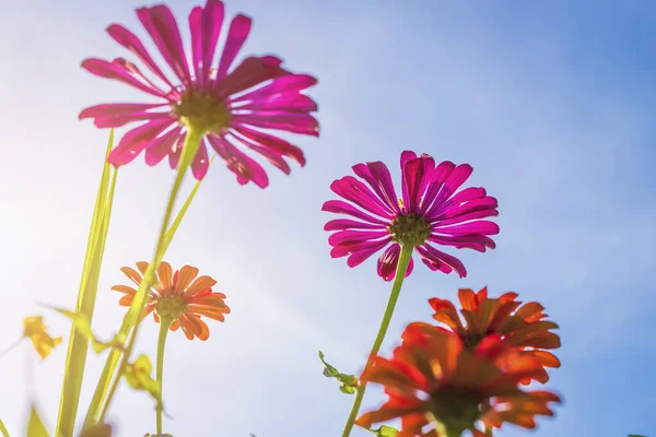 Pink flowers cosmos bloom beautifully in the garden of the natur — Stock Photo, Image