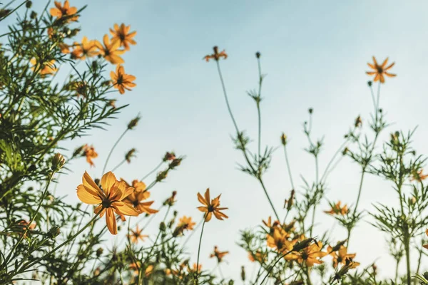 Yellow sulfur Cosmos flowers in the garden of the nature with bl