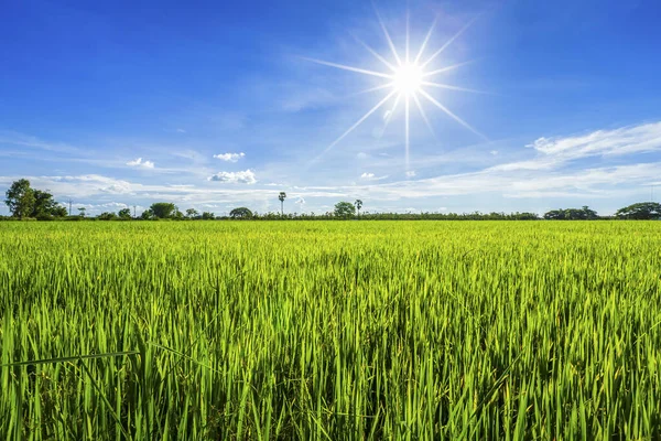 Hermoso campo de maíz verde con nubes esponjosas cielo fondo . — Foto de Stock