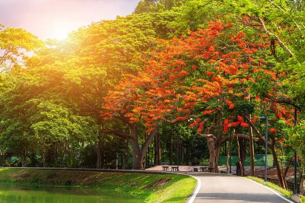 Yol manzarası ve tropikal kırmızı çiçekler Royal Poinciana in — Stok fotoğraf