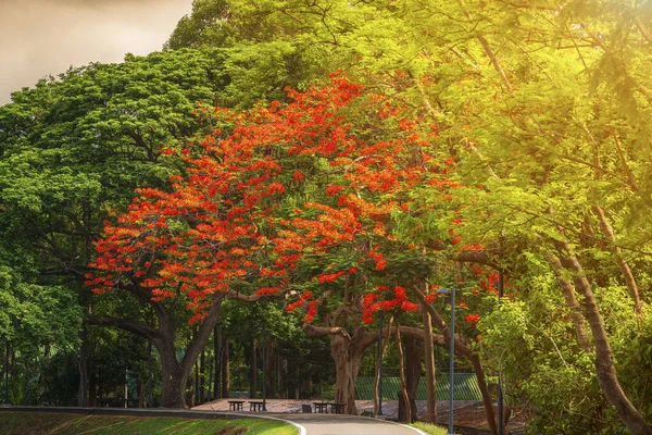 Yol manzarası ve tropikal kırmızı çiçekler Royal Poinciana in — Stok fotoğraf