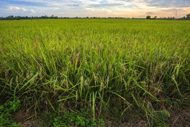 Gün batımı gökyüzü arka plan ile güzel yeşil mısır tarlası.
