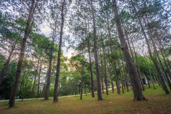 Prachtige lariks bos met verschillende bomen, Pine Forest Green op — Stockfoto