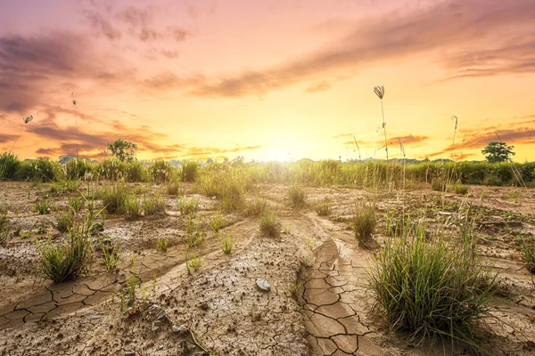 Terre brune avec sol sec ou texture de sol fissuré et gra herbe — Photo