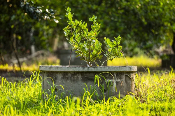 Limões verdes árvore crescimento na lagoa de cimento em um jardim cítricos f — Fotografia de Stock