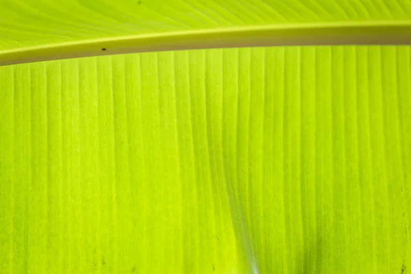 Verde banana foglia tropicale palma fogliame texture fondo . — Foto Stock