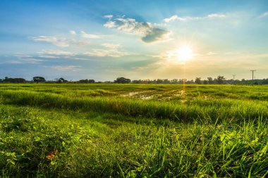 Gün batımı gökyüzü arka plan ile güzel yeşil mısır tarlası.