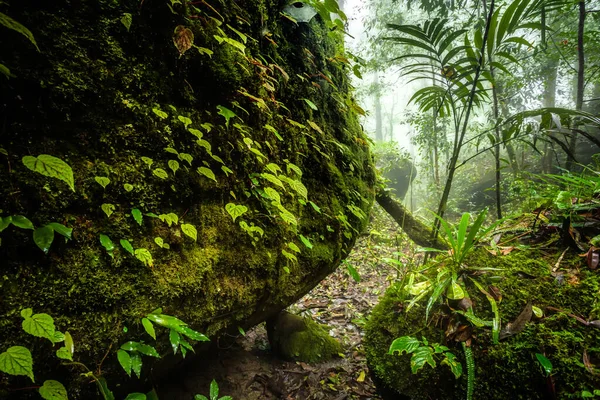 Begonia Bladeren Rots Het Bos Ondiepe Diepte Van Het Regenwoud — Stockfoto