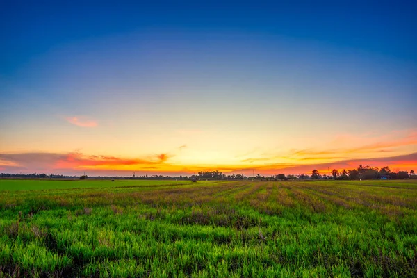 Beautiful Green Field Cornfield Corn Asia Country Agriculture Harvest Sunset — Stock Photo, Image