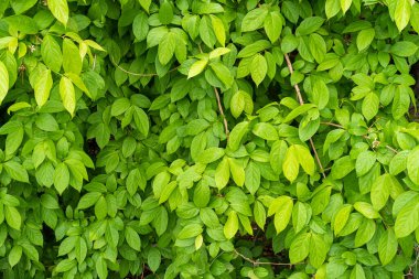 Su damlası desenli yeşil yapraklar, yeşillik yeşil arka plan