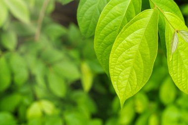 Su damlası desenli yeşil yapraklar, yeşillik yeşil arka plan