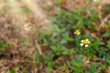 Papatya çimi çiçeklerine yakın yaz güneşi yeşil çimen arka planda