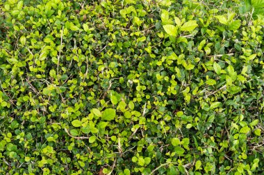 Su damlası desenli yeşil yapraklar, yeşillik yeşil arka plan