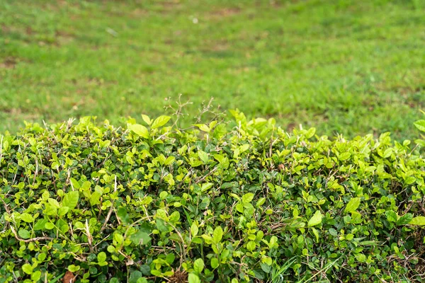 緑の小葉群葉は緑色の草質で 葉は緑色の背景をしています — ストック写真