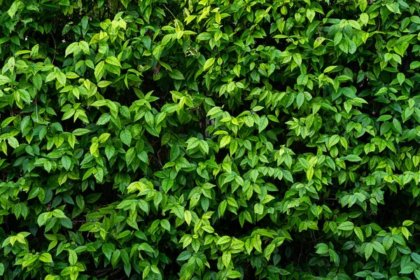 Green Leaves Water Drop Texture Foliage Nature Green Background — Stock Photo, Image