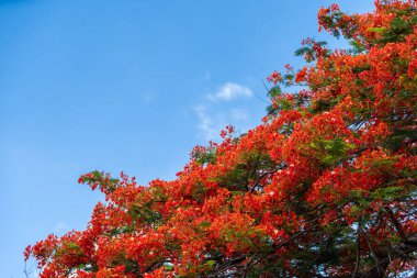 Güzel tropikal kırmızı çiçekler Royal Poinciana veya Alev Ağacı (Delonix regia) Tayland 'da mavi gökyüzünde orman yazın doğal arka planında.
