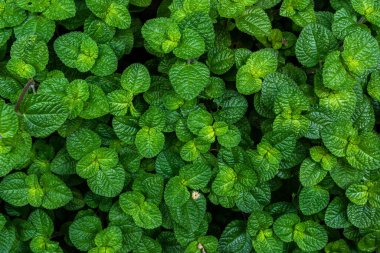 yeşil nane yaprakları sebze bahçesinde, yeşillik arka planda