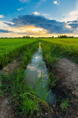 Güzel yeşil mısır tarlası ya da Asya 'daki mısır tarlası tarım hasadı günbatımında gökyüzü arka planında.