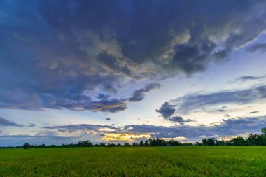 Güzel yeşil mısır tarlası ya da Asya 'daki mısır tarlası tarım hasadı günbatımında gökyüzü arka planında.