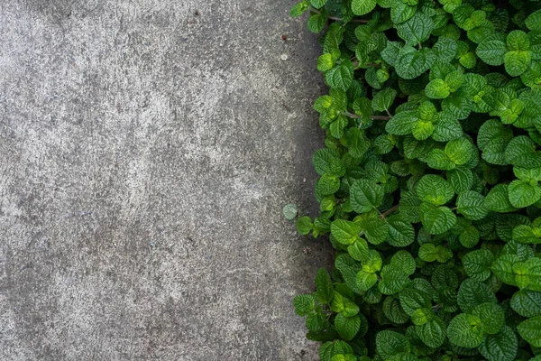 Green Mint Plant Leaves Vegetable Garden Street Floor Gray Textured — Stock Photo, Image