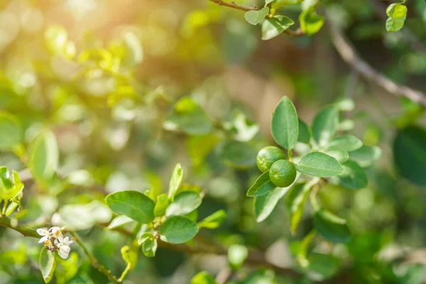 Zblízka Zelené Citrony Rostou Citronu Zahradě Pozadí Sklizeň Citrusových Plodů — Stock fotografie