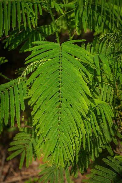 在泰国 绿茶的叶子树和爬得很高的牛群在花园里很小 叶子是大自然的背景 经常用幼叶做饭 — 图库照片