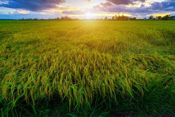 Piękne Zielone Pole Kukurydzy Lub Kukurydzy Azji Kraju Zbiorów Rolnictwa — Zdjęcie stockowe