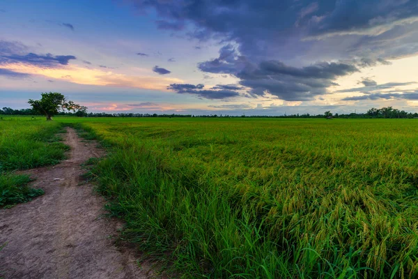 美丽的绿地 玉米地或落日背景下的亚洲乡村农业收获 — 图库照片
