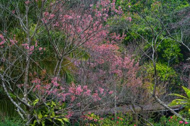 Vahşi Himalaya kirazının (Prunus cerasoides) ya da Chiang Mai Tarım Araştırma Merkezi 'ndeki (khun chang kian) dev kaplan çiçeğinin güzel yakın çekimi. Chiang Mai, Tayland.
