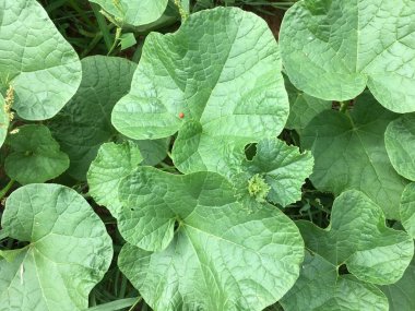 Kavun ateş ipuçları ve yeşil yaprakları. güzel kıvrımlı doğal desen hattı, arka plan için.