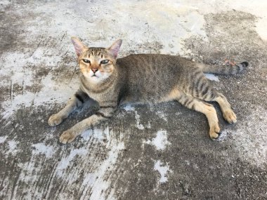 Beton kaldırımda yatan evsiz gri kedi.