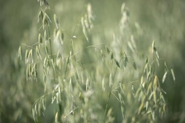 Güneşli bir günde bir alanda büyüyen olgun yulaf Bing yeşil