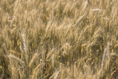 Güneşli bir günde bir alanda büyüyen olgun arpa Bing sarı