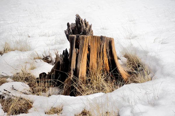 Winter Wood — Stock Photo, Image