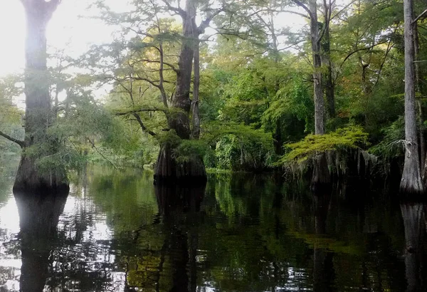 Cypressen op de Bayou — Stockfoto