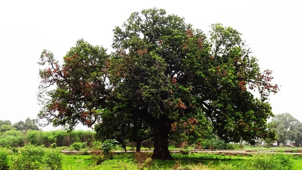 Mango tree with with greenland lawn and beautiful landscape and cloudscape