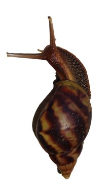 Beyaz arka zemin ile bahçe salyangozu izole