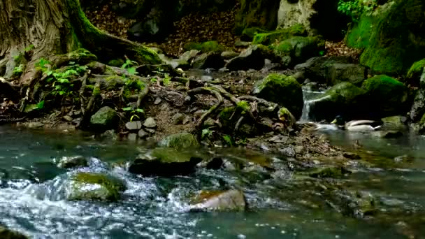 Wild Ducks Walking Stream Shore — Stock Video