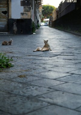 yeşil gözlü kedi Sicilya Catania eski kasabasında bir taş sokakta yatıyor