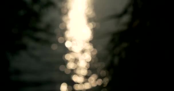 剪影树传单在日落时在风中摆动 — 图库视频影像