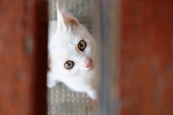 Cat hiding behind wooden board — Stock Photo, Image