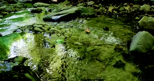 纸船漂浮在快速流动的森林溪流中。4k — 图库视频影像