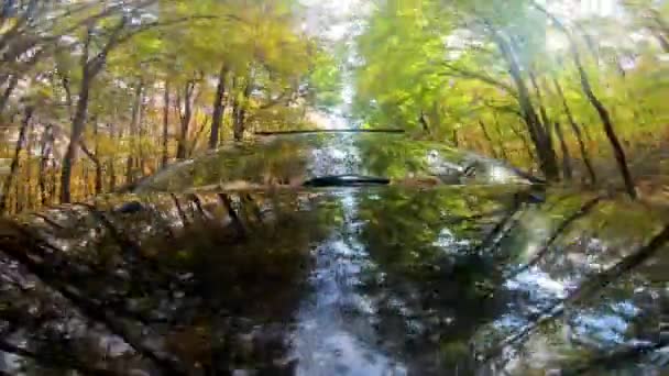 Közeli Autó Gumiabroncs Spinning Vezetés Közben Fényes Őszi Erdő Napos — Stock videók