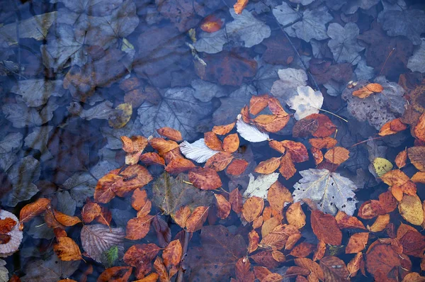 Colorful autumn leaves in a rain puddle — Stock Photo, Image