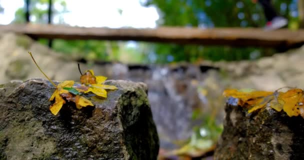 Hojas de otoño en la orilla del río, turistas caminando en el fondo — Vídeos de Stock