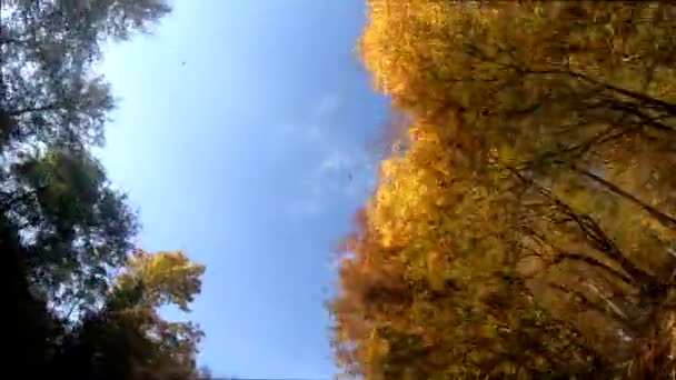 Conducir bajo las coronas de árboles de otoño — Vídeo de stock