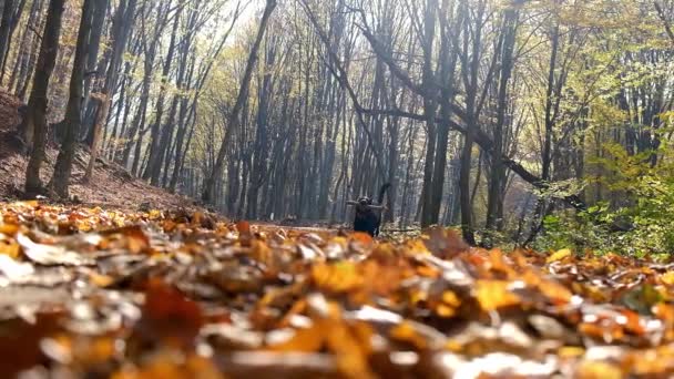 Futó kutya a Mudi fajta futó egy erdei úton nagy fák — Stock videók