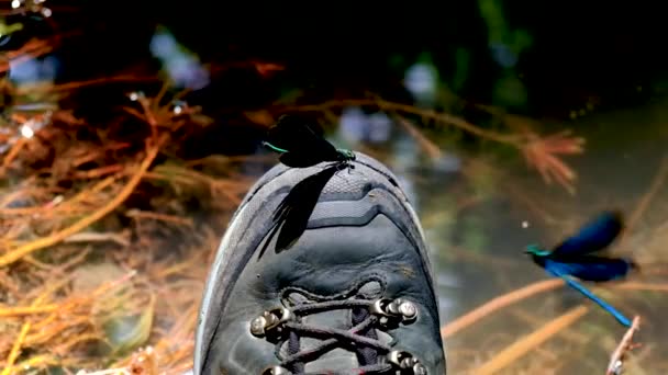 Een paar mooie Demoiselle libelle, spelletjes over de wandelschoenen — Stockvideo