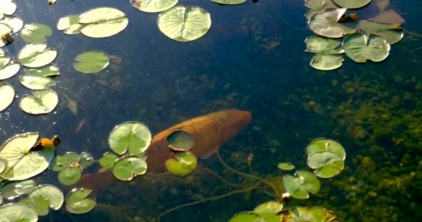 Ikan koi berwarna-warni di danau mengapung di antara bunga lili air di kolam buatan — Stok Video