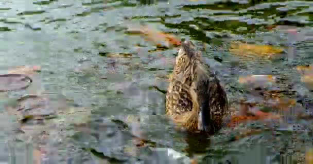 Duck and carp fish swim in the same water — Stock Video